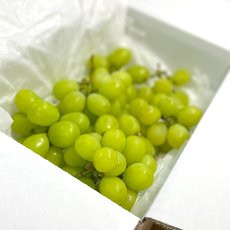 画像1: 訳あり）シャインマスカット　房無しバラ（2,000g） (1)